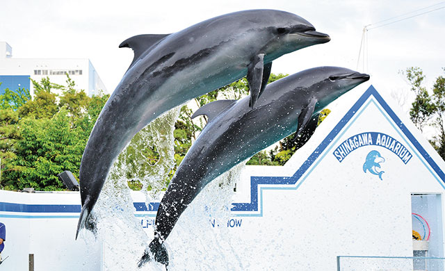 Shinagawa Aquarium