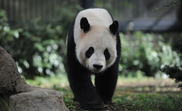 上野動物園