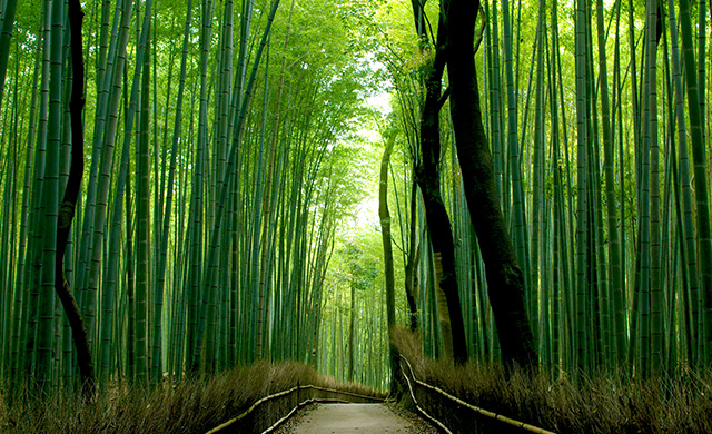 Arashiyama