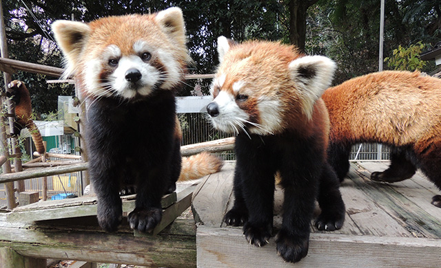 池田動物園