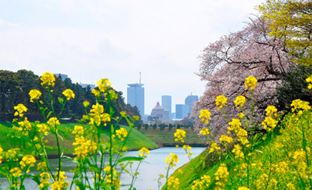 Chidorigafuchi Park