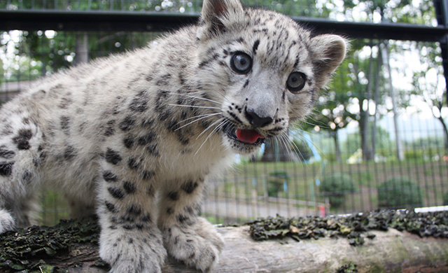 Maruyama Zoo